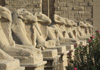 Karnak_Sphinxes