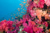 rainbow reef taveuni