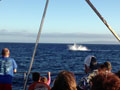 Whales ahoy - Maui
