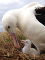 Royal Albatross and Chick