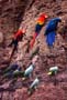 Amazonas Birds