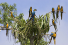 Blue Gold Macaws