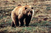 Denali Bear