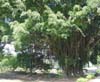 Banyan Tree Drive