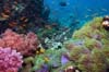 Big Island Snorkeling