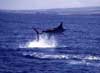 Marlin Fishing