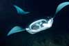 Manta Ray Adventure
