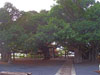 Banyan Tree